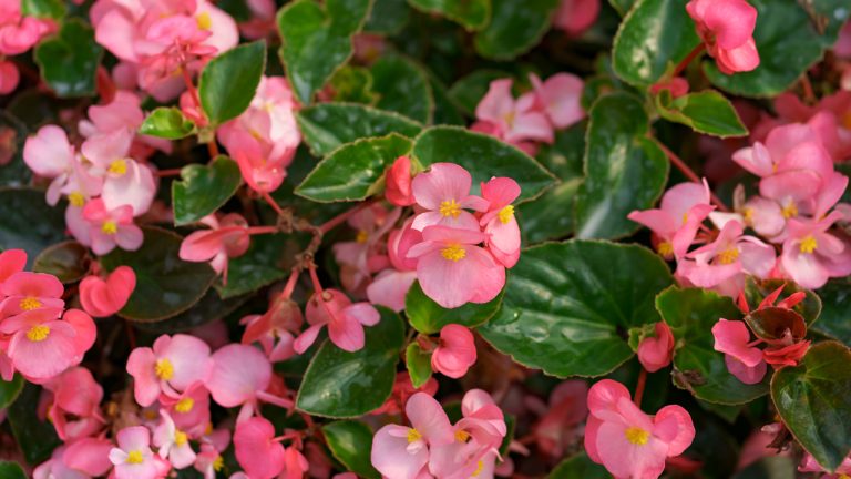 ingrijire begonia semperflorens