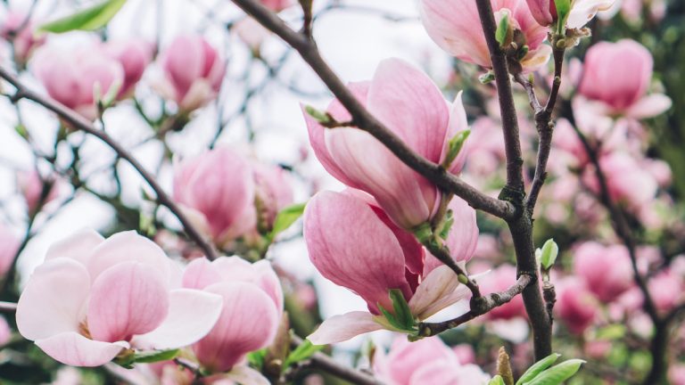 florile de magnolia