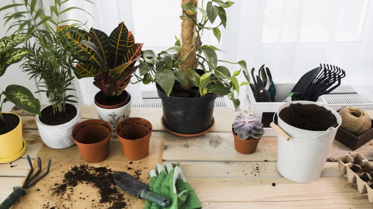 ghivece potrivite pentru plante