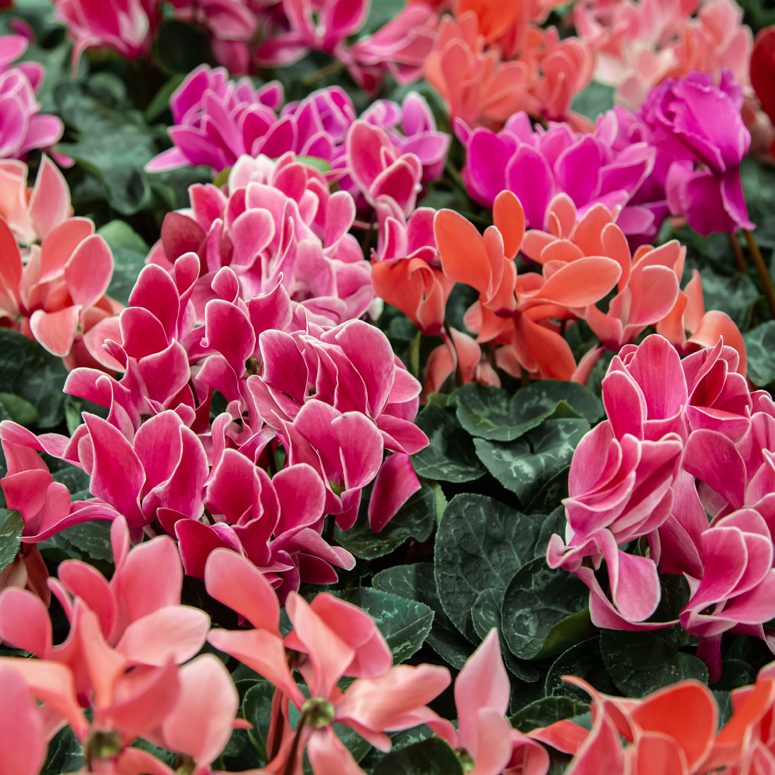 ingrijire flori de cyclamen