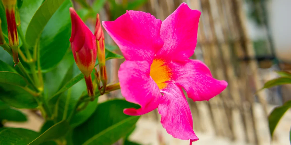 Dipladenia – regina verii