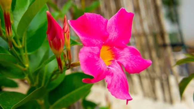 Dipladenia – regina verii