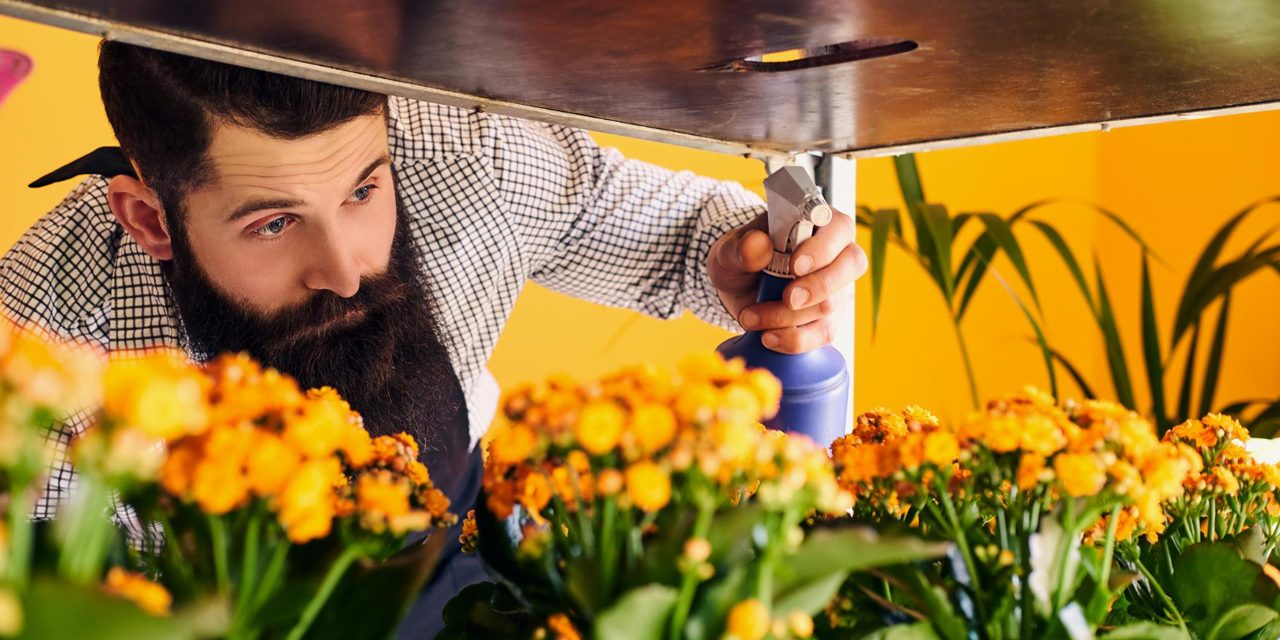 biostimulatori pentru inflorire