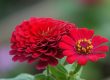 crestere intretinere zinnia