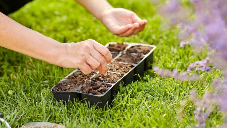 De ce semințele de flori alese cu atenție fac diferența în cultură