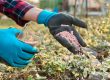 Fertilizanți profesionali pentru horticultură ornamentală