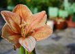 Bulbi Amaryllis pentru producție