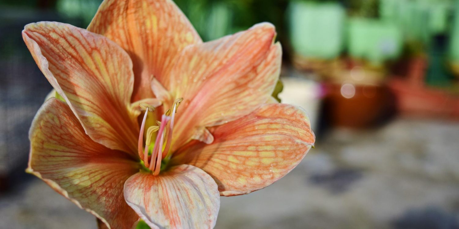 Bulbi Amaryllis pentru producție Bulbi Amaryllis pentru producție
