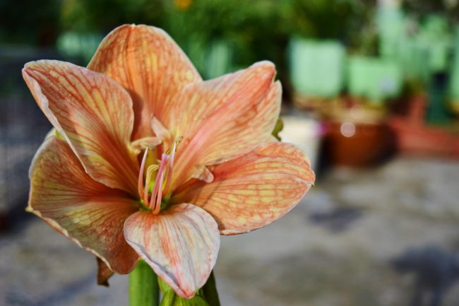 Bulbi Amaryllis pentru producție Bulbi Amaryllis pentru producție
